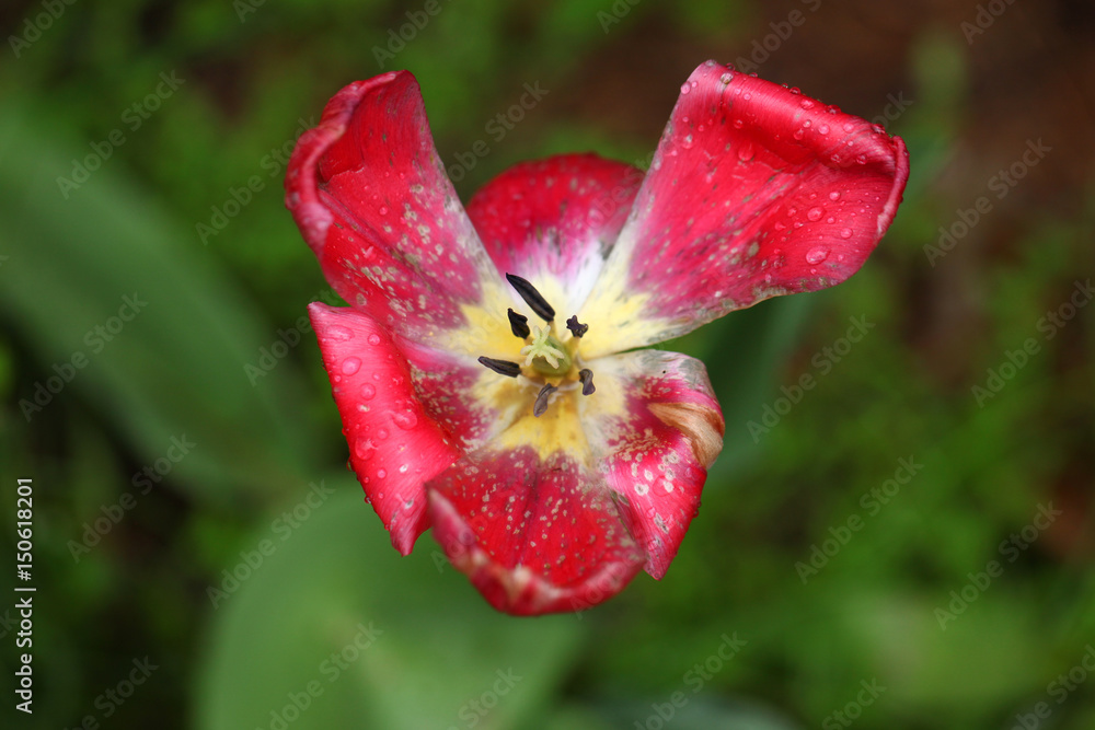 old tulip after rain