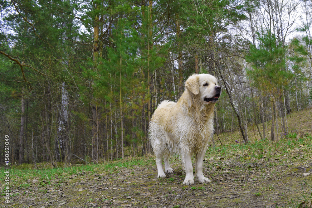 Portrait of yellow wet labrador retriever in Siberian forest after swimming in the lake