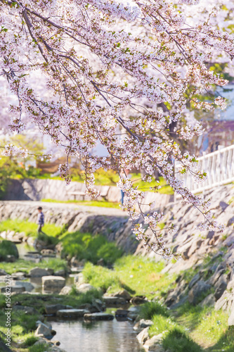 サクラ / 日本の春の風景