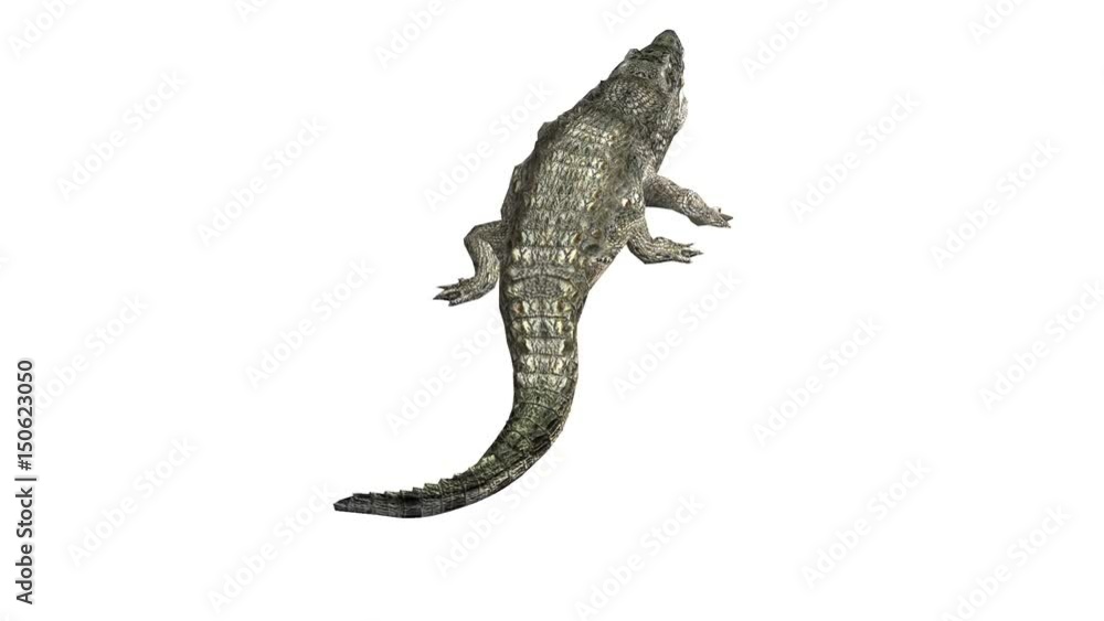 Crocodile swaying body climb crawling,Dangerous animals. Crocodile swaying body climb crawling,Dangerous animals.