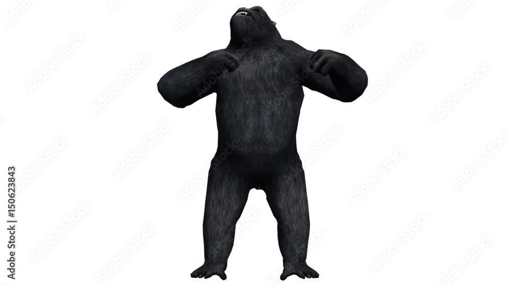 Chimp & Chimpanzee pounding chest show strength,Endangered wild monkey animal.anthropomorphism. Chimp & Chimpanzee pounding chest show strength,Endangered wild monkey animal.anthropomorphism.