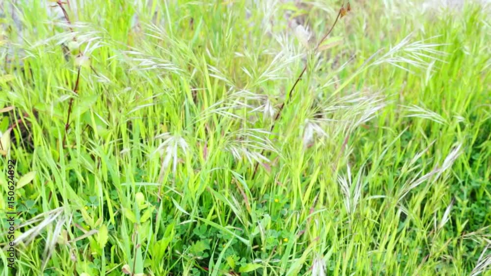 Leaves and grass in the wind. 1080p 