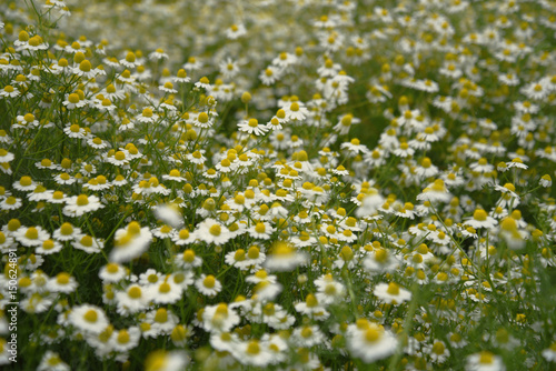 幾千万本のカモミール