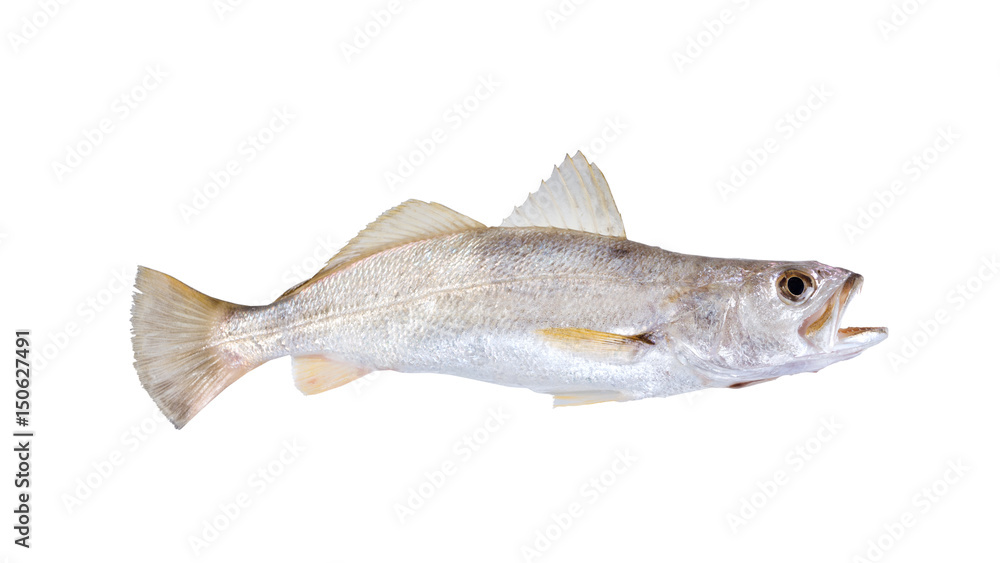 Silver Seatrout (Cynoscion nothus). Isolated on white background Silver Seatrout (Cynoscion nothus). Isolated on white background
