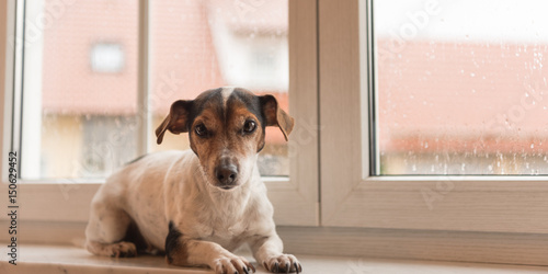 Fotografie Hund liegt bei schlechtem Wetter auf der Fesnterbank und schaut nach draußen - J
