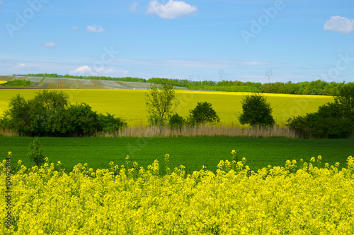 View of a field of rapeseed and meadow under a blue sky on a sunny spring day © Forgem