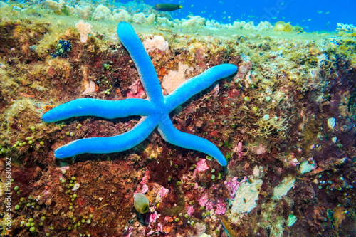Blue starfish on the coral wall. The Island Of Mindoro. Philippines.