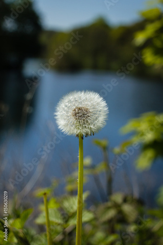Dandelion standing tall above a lake