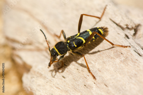 Bilde på lerret Wasp beetle (Clytus arietis) on dead wood