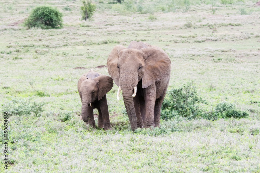 Fototapeta premium Wild Elephants in a Lush Tanzania Landscape with Grass