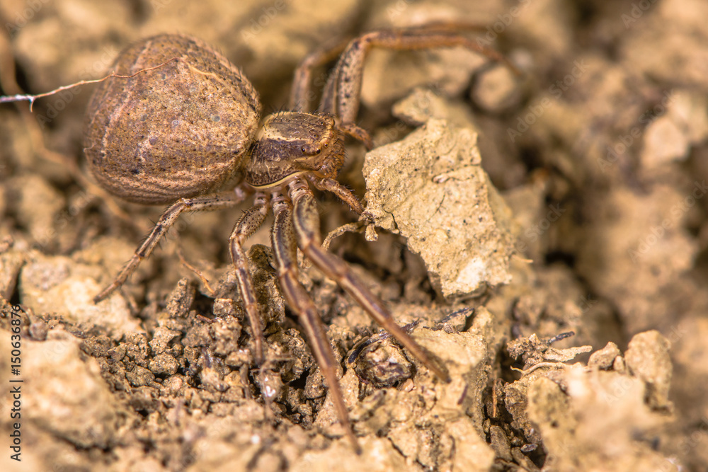 Xysticus bifasciatus spider. Female crab spider in the family Thomisidae at ground level in limestone grassland Xysticus bifasciatus spider. Female crab spider in the family Thomisidae at ground level in limestone grassland