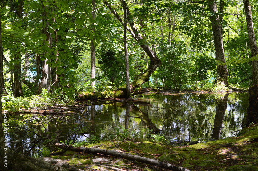 Naklejka premium Im Wald