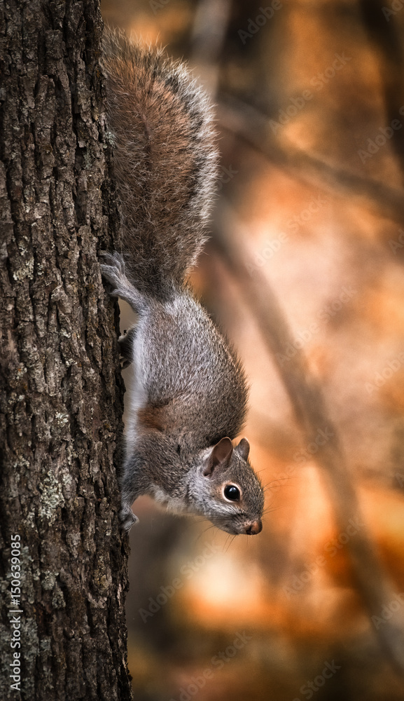 Obraz premium Squirrel