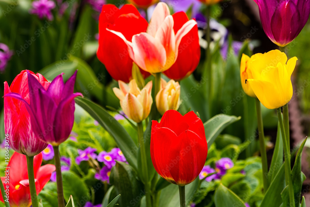 Tulips in the garden Tulips in the garden