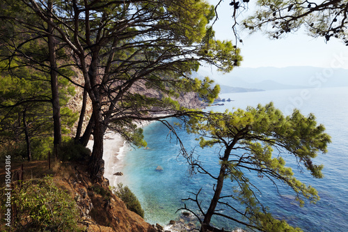 Top view on sea beach through pine-trees at sun day