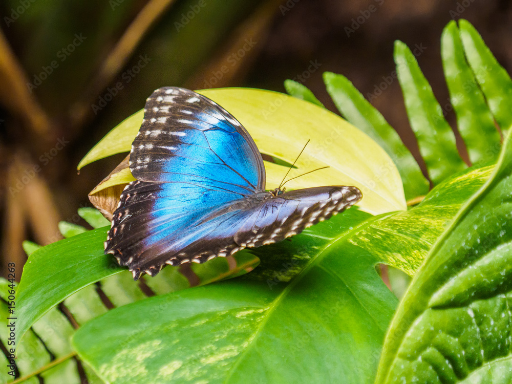 Fototapeta premium Blue Morpho butterfly with open wings on green leaf