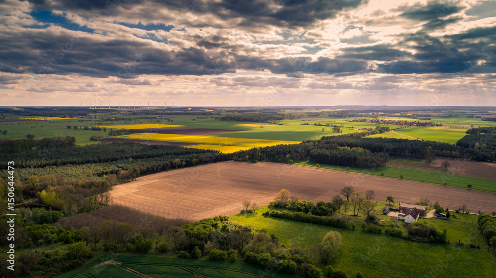 Naklejka premium Rapsfeld 3