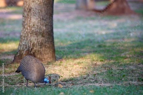Guine Fowl Eating Rusk