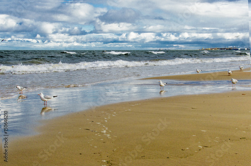 gulls on the Baltic sea in Gdansk © Krystyna