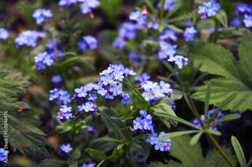 Delicate blue flowers among the grass. Forget-me-nots. Plants. Spring and summer.