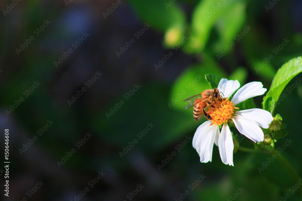 Fototapeta premium Honey bee