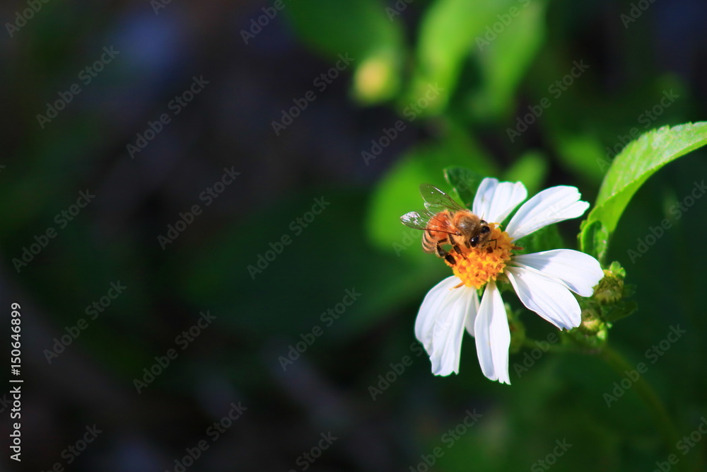 Obraz premium Honey bee