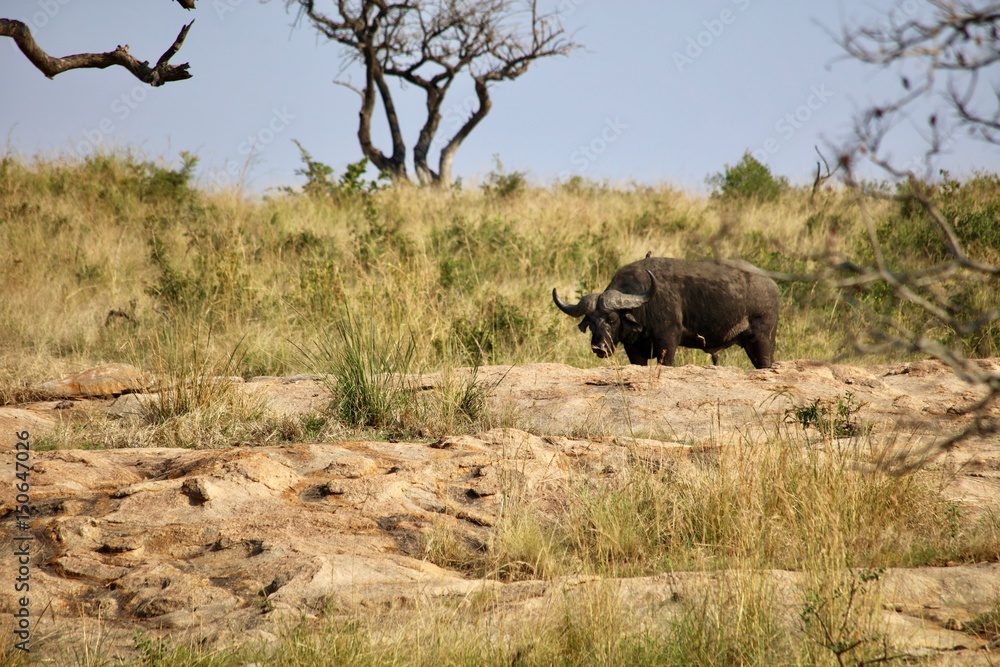 Fototapeta premium Buffalo On Ridge