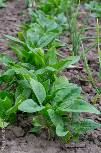 Fresh natural leaves of spinach growing in garden
