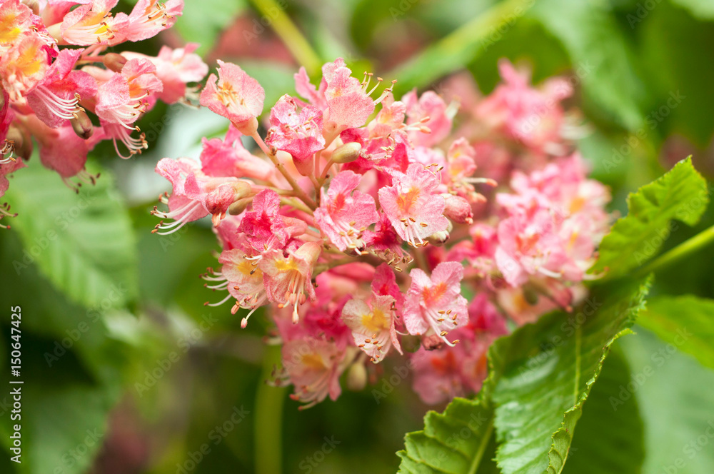 Obraz premium Pink chestnut tree blossoms