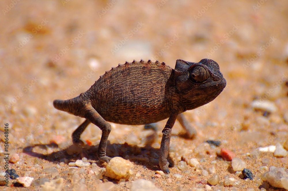 Cute Chameleon in the Namib Desert Cute Chameleon in the Namib Desert