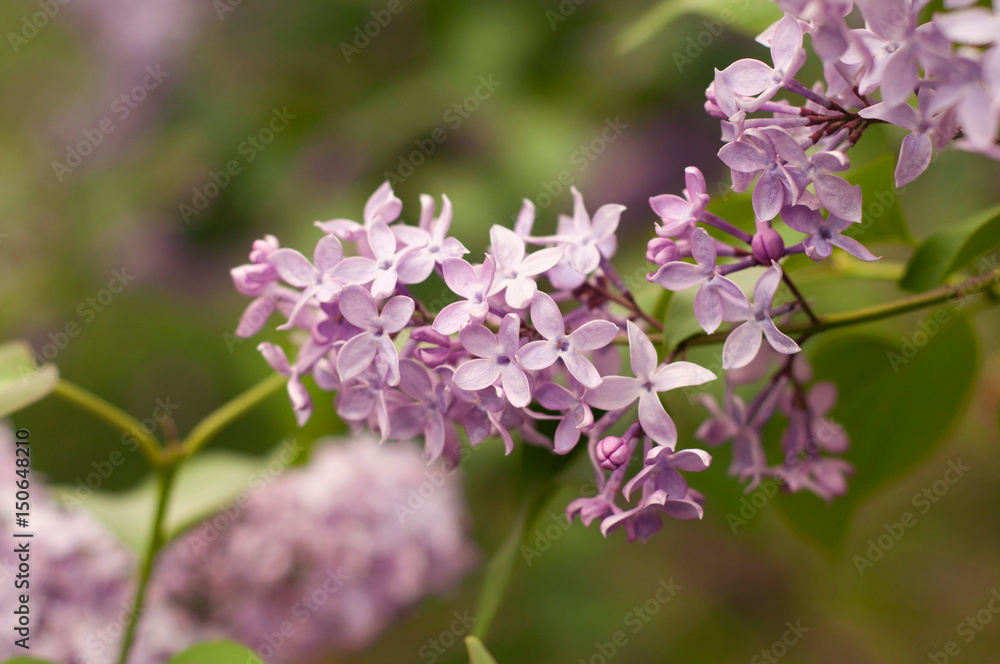 Lilac flowers on tree in garden