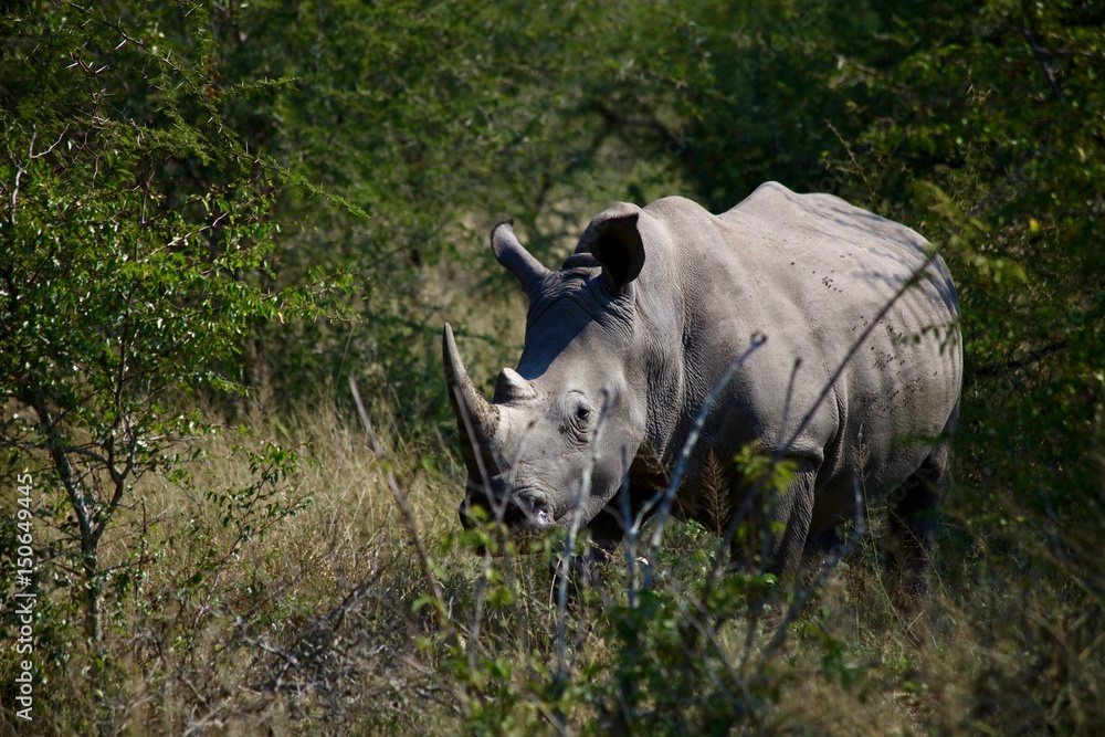 Fototapeta premium Rhino in Bush