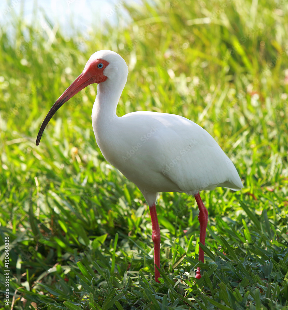 Obraz premium Ibis in the river shore