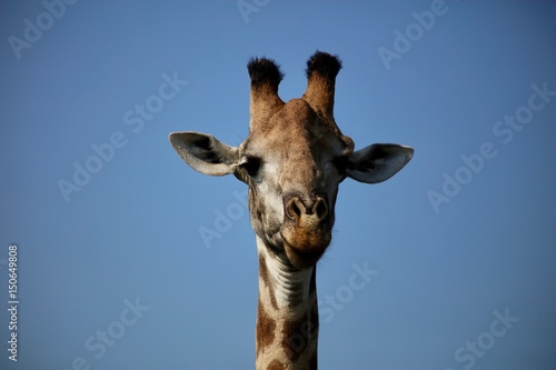 Giraffe Head and Blue Sky