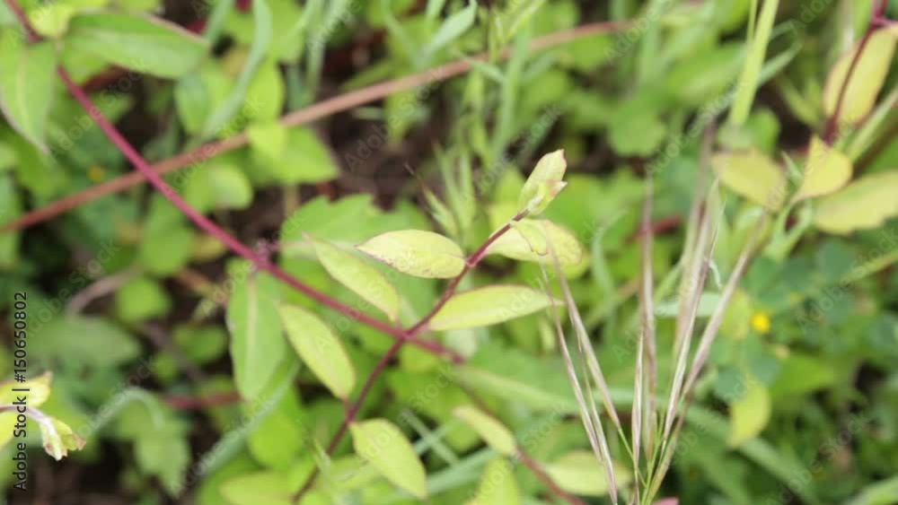 Leaves and grass in the wind. 1080p Leaves and grass in the wind. 1080p