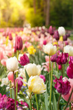 Feld mit Tulpen an einem sonnigen Frühlingstag in einem Park, blurry, low focus