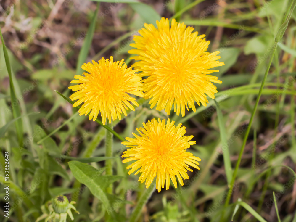 Flowering dandelions in may. Flowering dandelions in may.