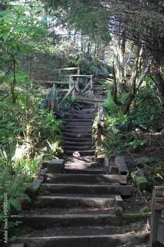 Forest Staircase