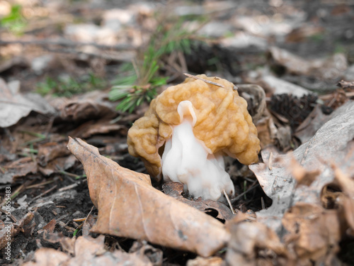 spring forest mushrooms (Gyromitra gigas)