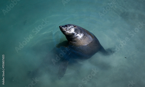 Sea Lion, Seal - Hout Bay, Cape Town, South Africa