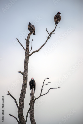 Φωτογραφία Vultures perched in a dead tree