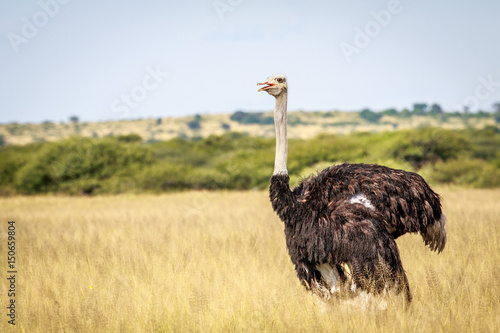 Ostrich in the high grass.