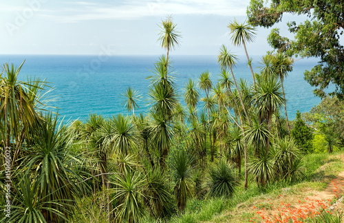 Palm trees on the shore of a tropical island