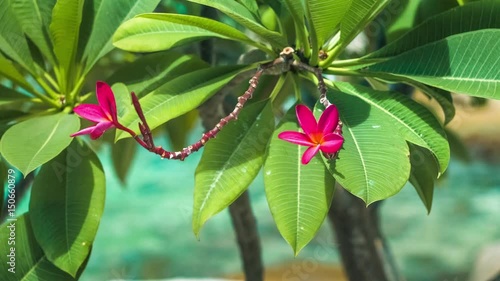 Vivid red petals and stems of blossom plumeria swinging on the wind, blue ocean on background photo