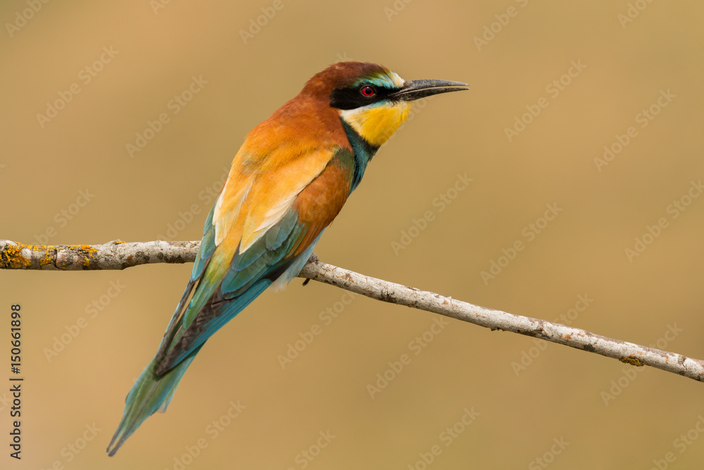 Small bird perched on a branch Small bird perched on a branch