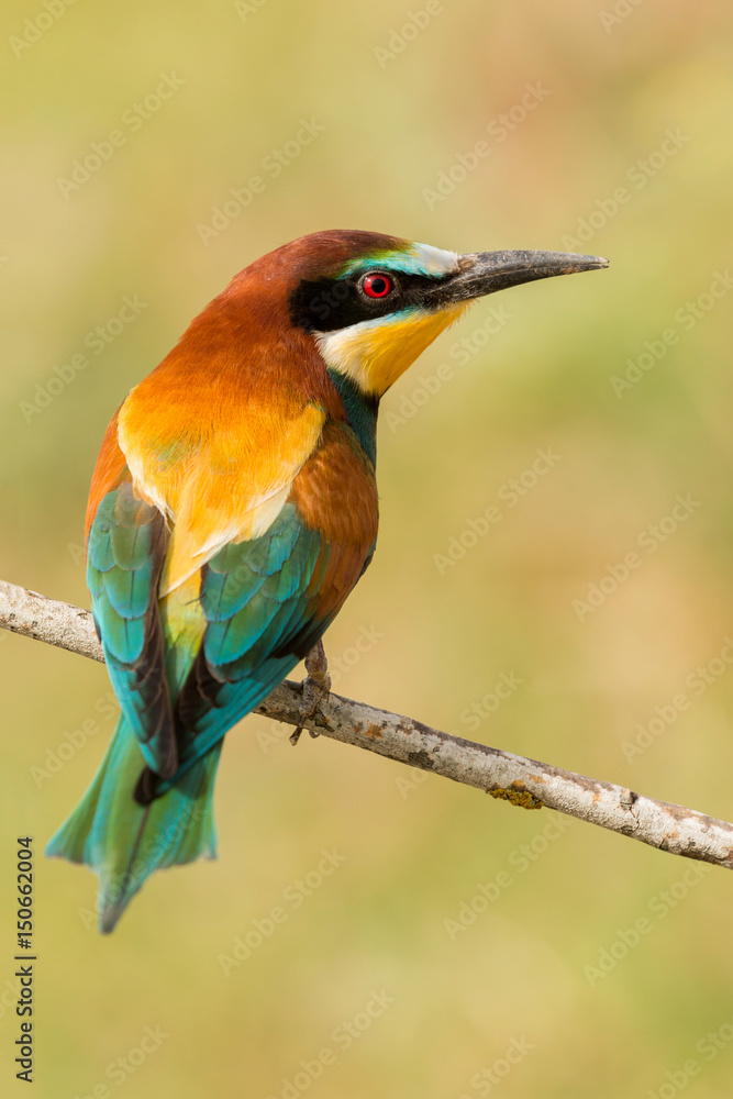 Fototapeta premium Small bird perched on a branch