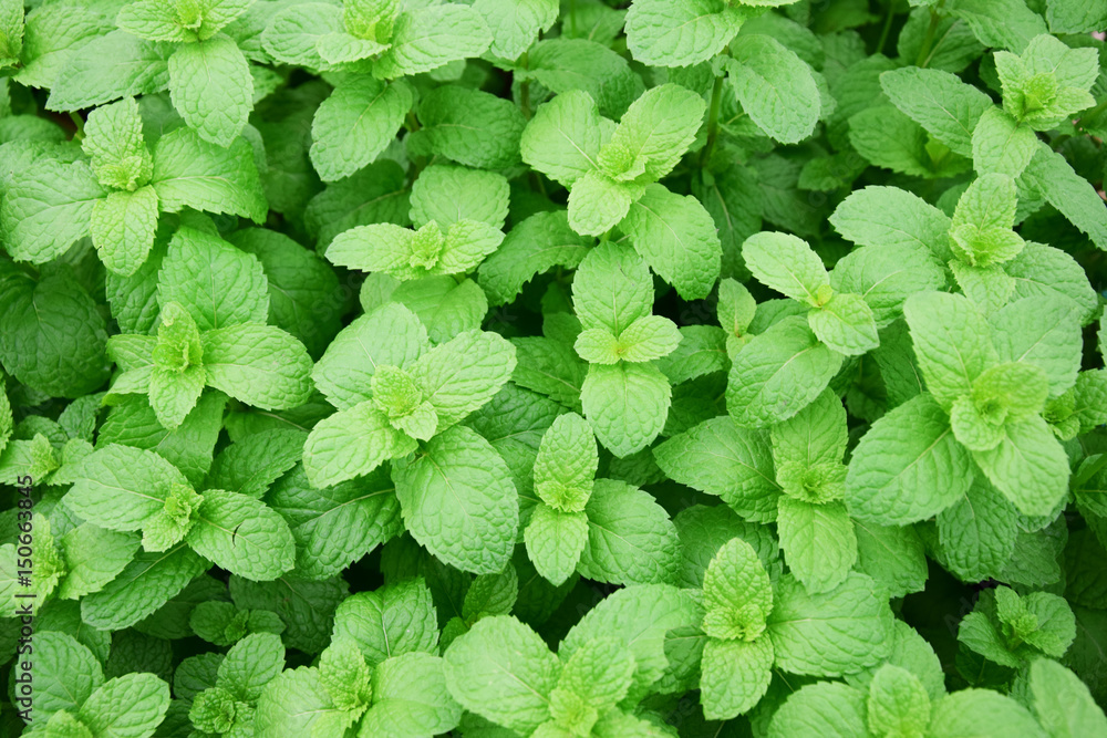 Kitchen Mint,Marsh Mint herbs and vegetables. Kitchen Mint,Marsh Mint herbs and vegetables.