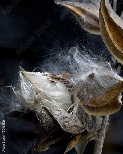 Milkweed seeds and pods closeup