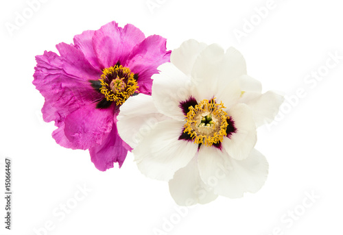 Peony isolated