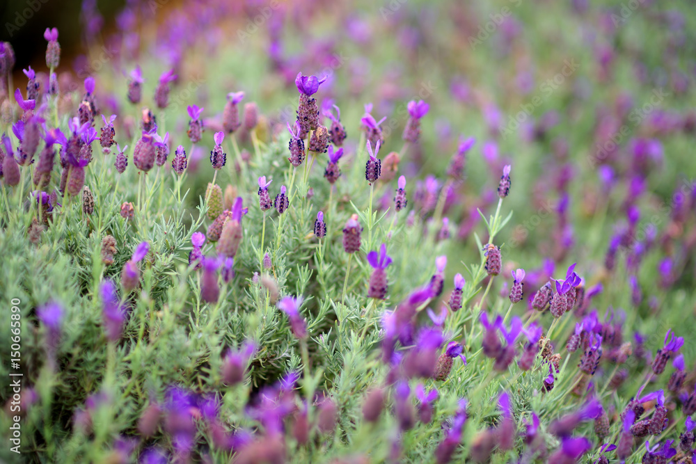Obraz premium Blooming lavender plants at the Alii Kula Lavender Farm on Maui